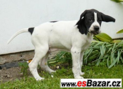 Pointer - štěňata – fotografie 3