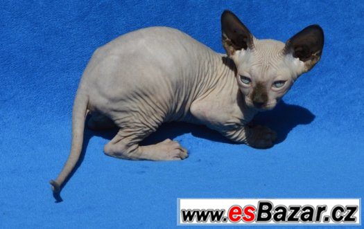 Sphynx kotě s PP k odběru. – fotografie 2