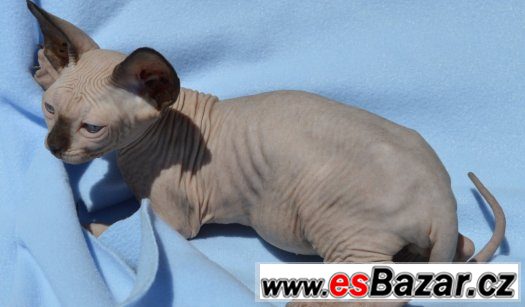 Sphynx kotě s PP k odběru. – fotografie 3
