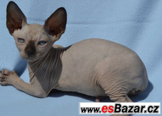 Sphynx kotě s PP k odběru. – fotografie 5