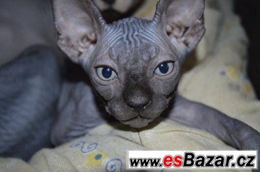 Sphynx kotě - holka s PP k odběru. – fotografie 3