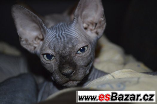 Sphynx kotě - holka s PP k odběru. – fotografie 4