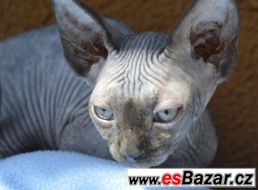 Sphynx kotě - holka s PP k odběru. – fotografie 5