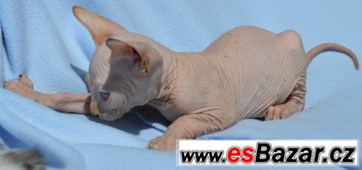 Sphynx kotě s PP,nechovné – fotografie 1