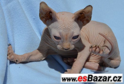 Sphynx kotě s PP,nechovné – fotografie 2