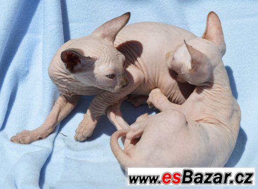 Sphynx kotě s PP,nechovné – fotografie 3