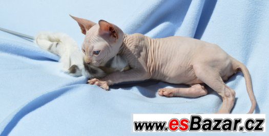 Sphynx kotě s PP,nechovné – fotografie 5
