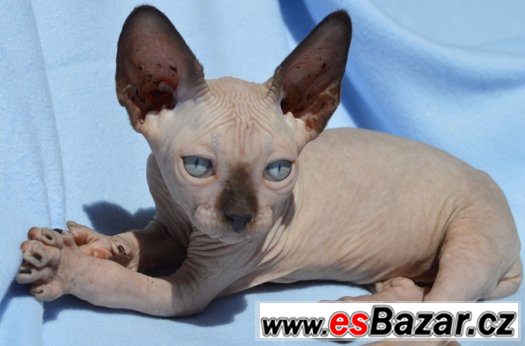 Sphynx kluk s PP – fotografie 1