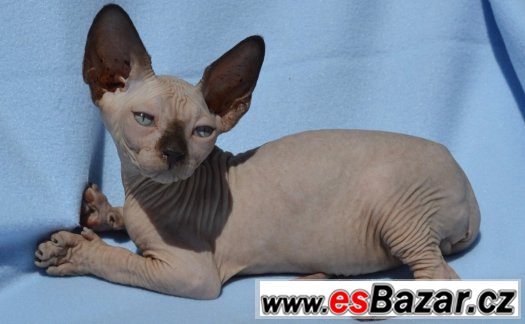 Sphynx kluk s PP – fotografie 2
