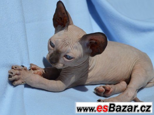 Sphynx kluk s PP – fotografie 3