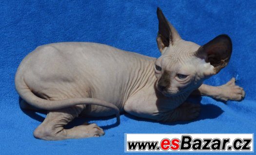 Sphynx kluk s PP – fotografie 4