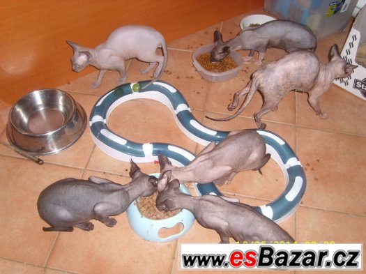 Sphynx holčičku s PP – fotografie 3