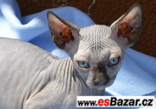 Sphynx holčičku s PP – fotografie 5