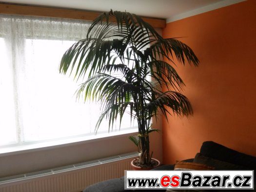 PALMA VELKÁ CCA 175 CM – fotografie 1