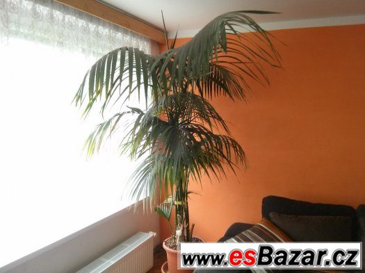 PALMA VELKÁ CCA 175 CM – fotografie 2