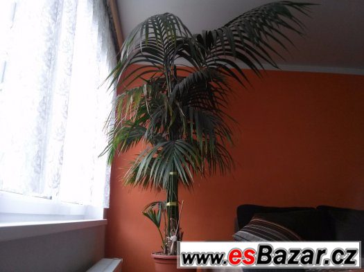 PALMA VELKÁ CCA 175 CM – fotografie 3