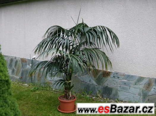 PALMA VELKÁ CCA 175 CM – fotografie 4