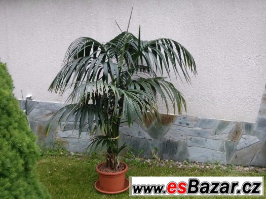 PALMA VELKÁ CCA 175 CM – fotografie 5