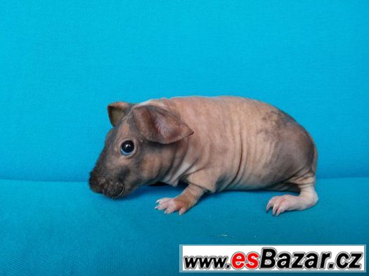 Skinny morče kluk NODDY – fotografie 3