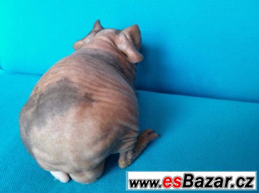 Skinny morče kluk NODDY – fotografie 5