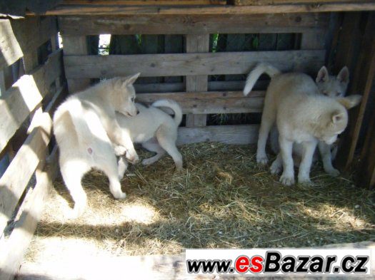 štěňata Siberian husky – fotografie 1