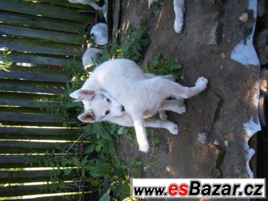 štěňata Siberian husky – fotografie 2