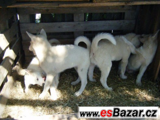 štěňata Siberian husky – fotografie 3