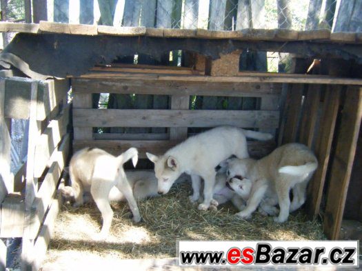 štěňata Siberian husky – fotografie 4