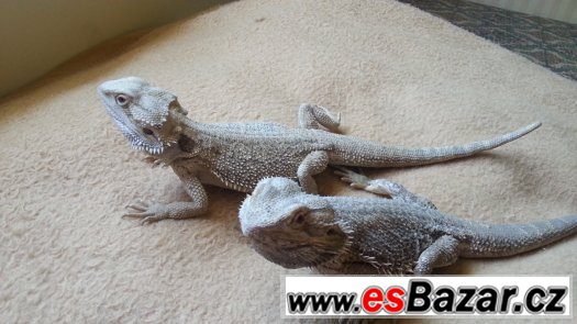 Agama vousata – fotografie 1