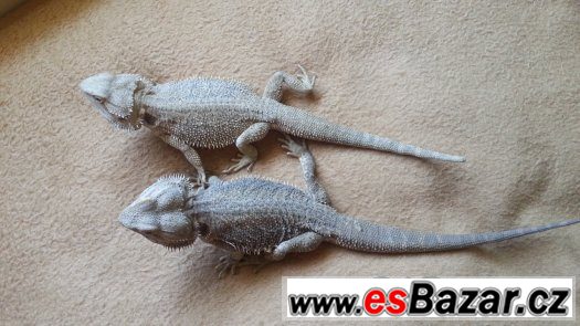 Agama vousata – fotografie 2