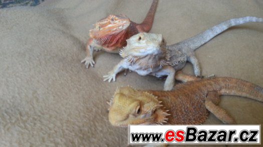 agama 3x – fotografie 3