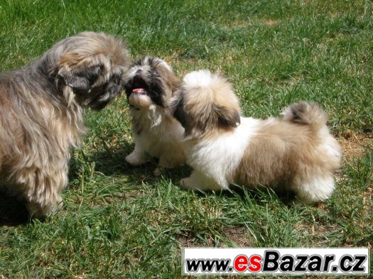 Shih-tzu – fotografie 4