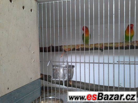 Prodam 2 mláďata agapornis fisery – fotografie 1