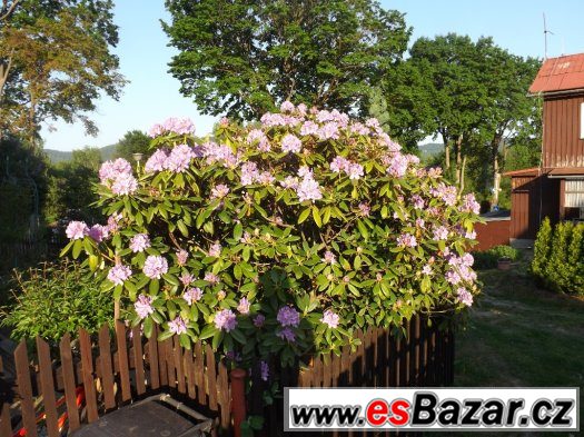 RODODENDRON - AZALKA – fotografie 1