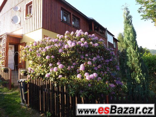 RODODENDRON - AZALKA – fotografie 2