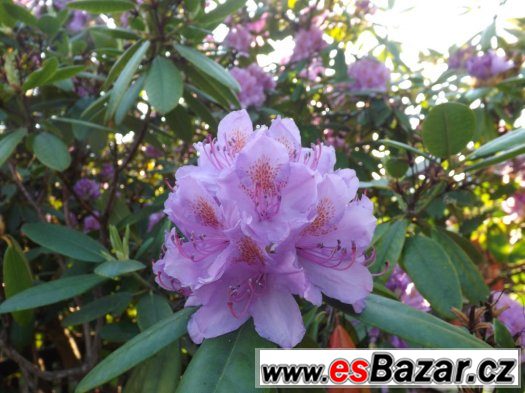 RODODENDRON - AZALKA – fotografie 4