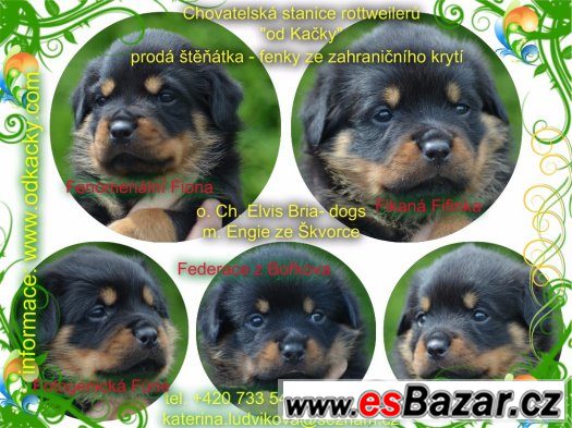 rottweiler – fotografie 1