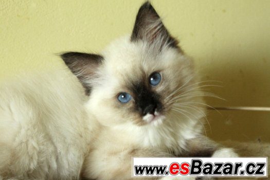Ragdoll koťátka s PP – fotografie 1