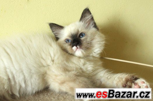 Ragdoll koťátka s PP – fotografie 2