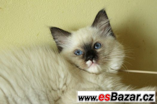 Ragdoll koťátka s PP – fotografie 3