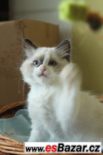 Ragdoll koťátka s PP – fotografie 4