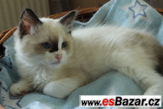 Ragdoll koťátka s PP – fotografie 5
