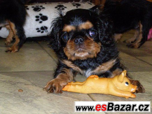 king charles španiel – fotografie 1