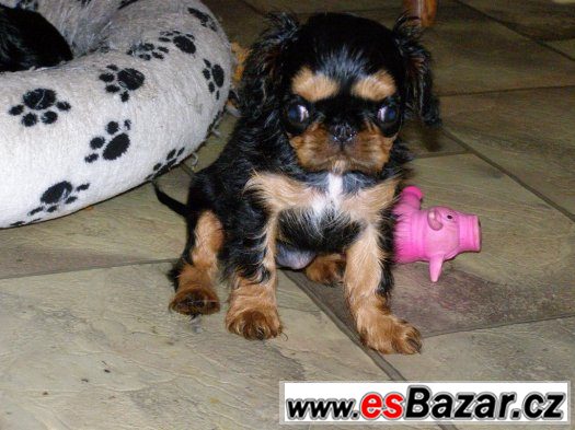 king charles španiel – fotografie 2