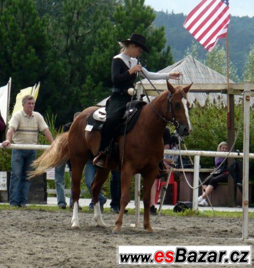 Klisna American Paint Horse – fotografie 2