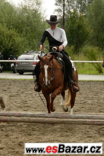 Klisna American Paint Horse – fotografie 3