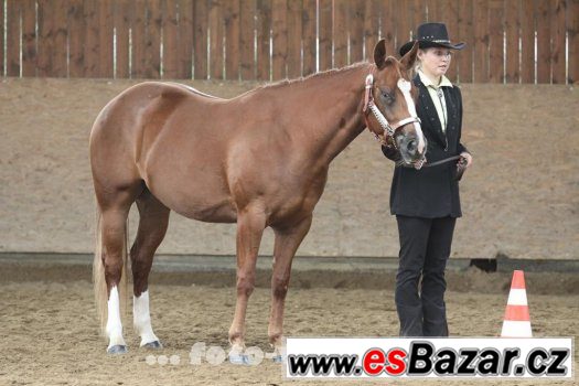 Klisna American Paint Horse – fotografie 4