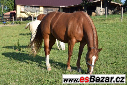 Klisna American Paint Horse – fotografie 5
