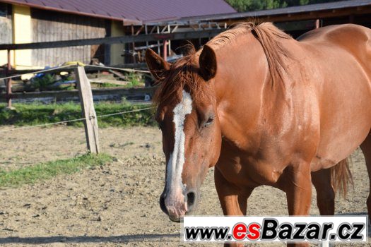 Klisna American Paint Horse – fotografie 1