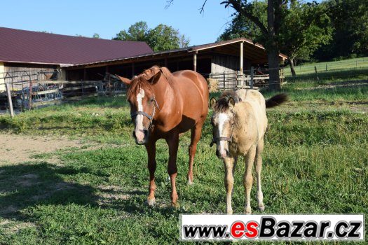 Klisna American Paint Horse – fotografie 3